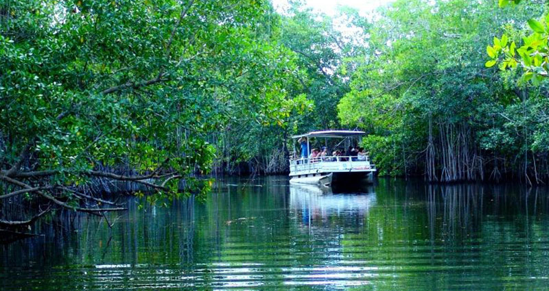 choose-your-driver-tours-black-river-safari-4